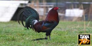 Kelso Bantam