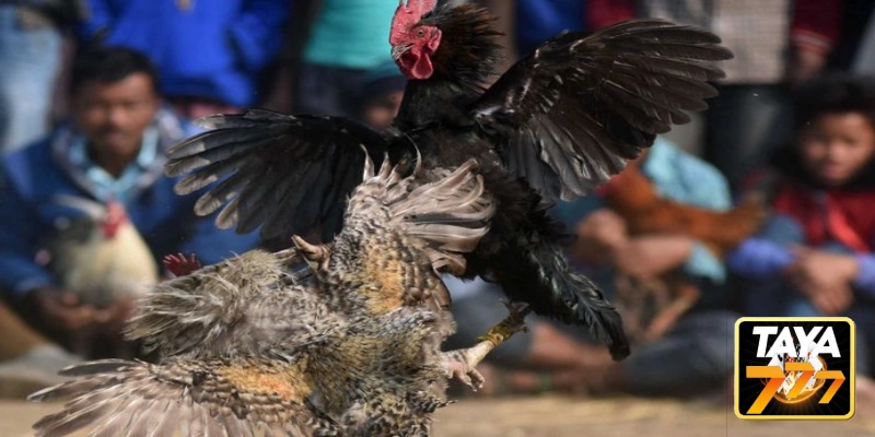 Knife-Spur Cockfighting