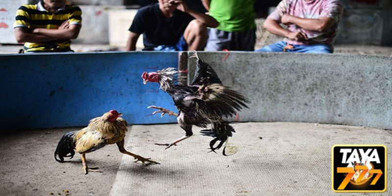 An Introduction to Thai Fighting Roosters