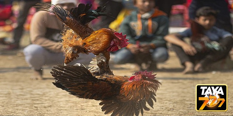 Knife-less Cockfighting (Round Spurs)