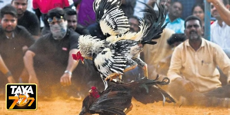 Traditional Cockfighting (No Spurs)