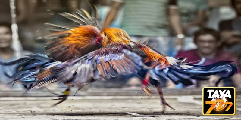 What is Online Cockfighting?